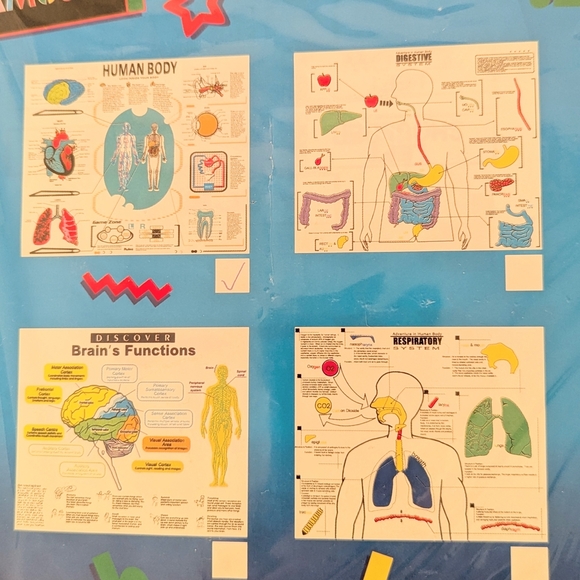 Human Body Map Educational Poster - Picture 3 of 4